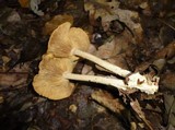 Gymnopus peronatus image