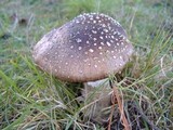 Amanita ameripanthera image