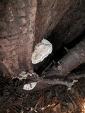 Bjerkandera adusta image