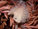 Spinellus fusiger image