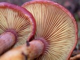 Gymnopilus luteofolius image