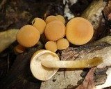 Psathyrella piluliformis image