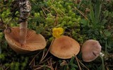 Cortinarius anomalus image