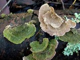 Trichaptum abietinum image