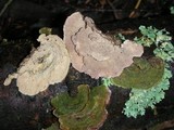 Trichaptum abietinum image