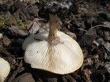 Melanoleuca verrucipes image