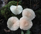 Marasmius delectans image