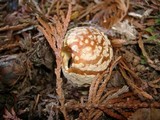 Amanita muscaria var. flavivolvata image