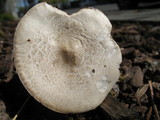 Melanoleuca verrucipes image