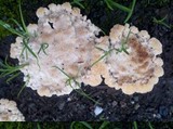 Abortiporus biennis image