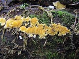 Ditiola peziziformis image