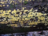 Ditiola peziziformis image