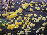 Ditiola peziziformis image