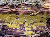 Ditiola peziziformis image