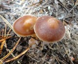 Rhodocollybia butyracea image