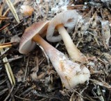 Rhodocollybia butyracea image