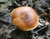 Rhodocollybia butyracea image