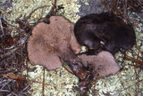 Sarcodon fuscoindicus image