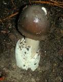 Amanita pachycolea image