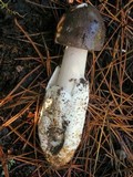Amanita pachycolea image