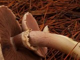Agaricus hondensis image