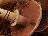 Agaricus hondensis image
