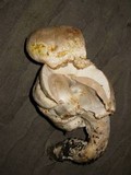 Agaricus albolutescens image