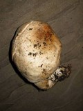 Agaricus albolutescens image