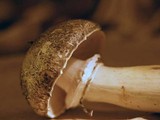 Agaricus moelleri image