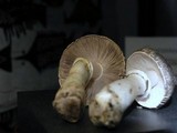 Agaricus moelleri image