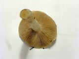 Hebeloma crustuliniforme image
