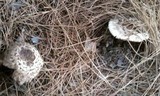 Chlorophyllum rachodes image