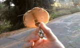 Chlorophyllum rachodes image