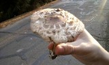 Chlorophyllum rachodes image
