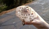 Chlorophyllum rachodes image