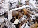 Psathyrella atrospora image