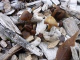 Psathyrella atrospora image