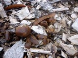 Psathyrella atrospora image