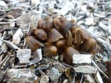 Psathyrella atrospora image