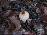 Lepiota spheniscispora image