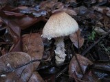Lepiota spheniscispora image