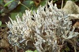 Clavulina coralloides image