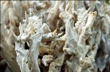 Clavulina coralloides image