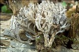 Clavulina coralloides image