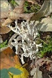 Clavulina coralloides image