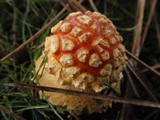 Amanita amerimuscaria image