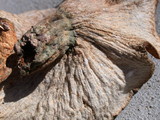 Hypomyces lateritius image