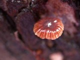 Micromphale arbuticola image