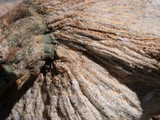 Hypomyces lateritius image