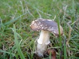Amanita ameripanthera image